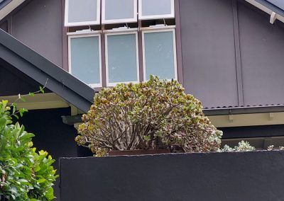 Window Repair and Restoration in Bellevue Hill